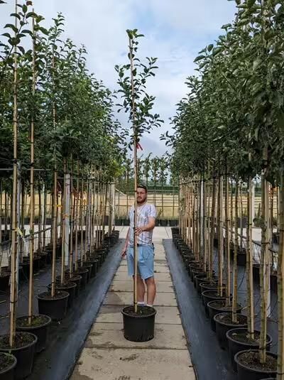 Malus domestica 'Discovery' / Apfel 'Discovery' Hochstamm 8-10 StU im Container, junger Baum mit Stamm und grünen Blättern.