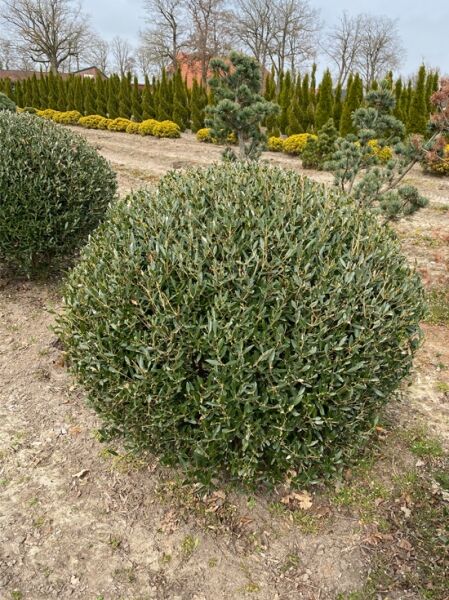 Phillyrea angustifolia / Schmalblättrige Steinlinde, Kugelform 100-110 cm, im Container, dicht verzweigt mit schmalen grünen Blättern