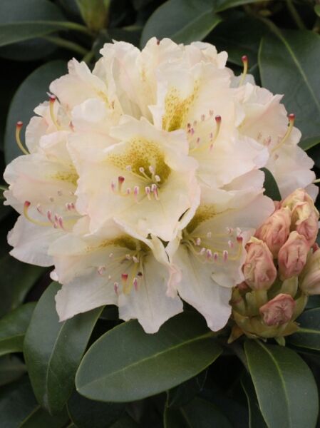 Rhododendron Hybride 'New Century' (Rhododendron 'New Century') mit cremeweißen Blüten und grünen Blättern