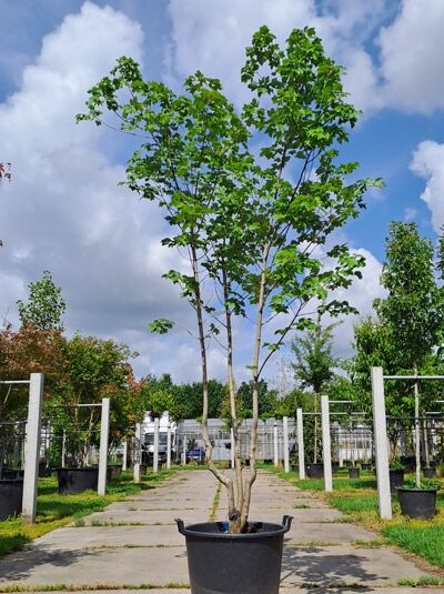 Rot-Ahorn / Scharlach-Ahorn / Sumpf-Ahorn / Rot-Ahorn / Scharlach-Ahorn / Sumpf-Ahorn