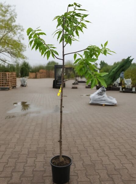 Großfrüchtige Edelkastanie Castanea sativa 'Marron de Lyon', Halbstamm 4-6 StU, im Topf C15 mit grünem Laub