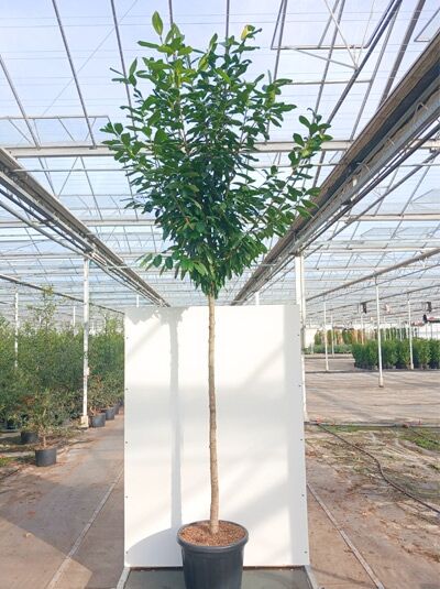 Kirschlorbeer 'Novita' Hochstamm - Prunus laurocerasus 'Novita' Hochstamm