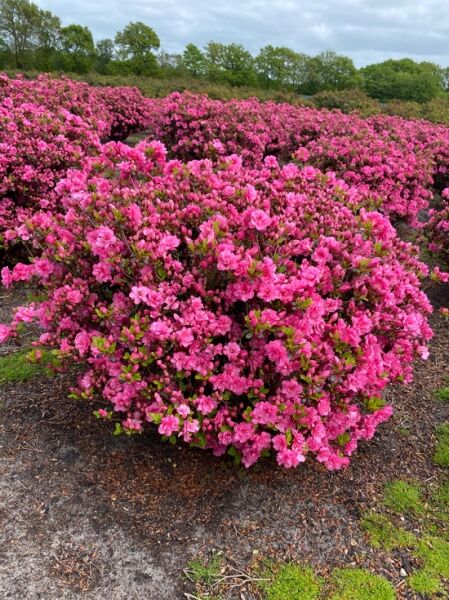 Rhododendron obtusum 'Babuschka' -R- 80-90 cm breit x 60-70 cm hoch / Japanische Azalee 'Babuschka' (Nr.1418)