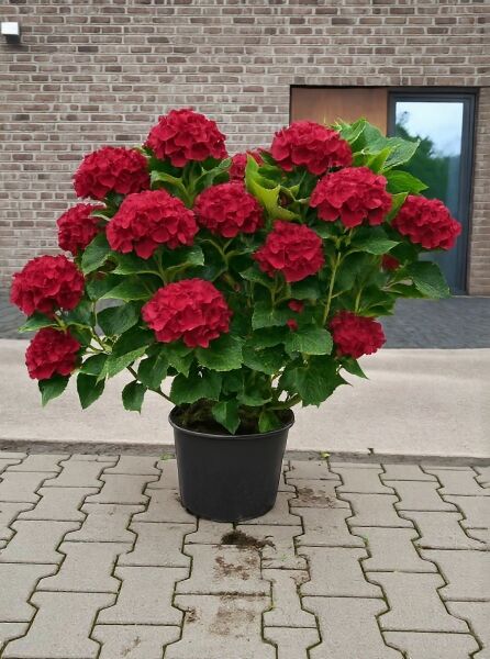 Bauern-Hortensie Hydrangea macrophylla 'Alpenglühen' 80-100 cm C20, roter Blütenballen, grünes Laub, im schwarzen Topf.