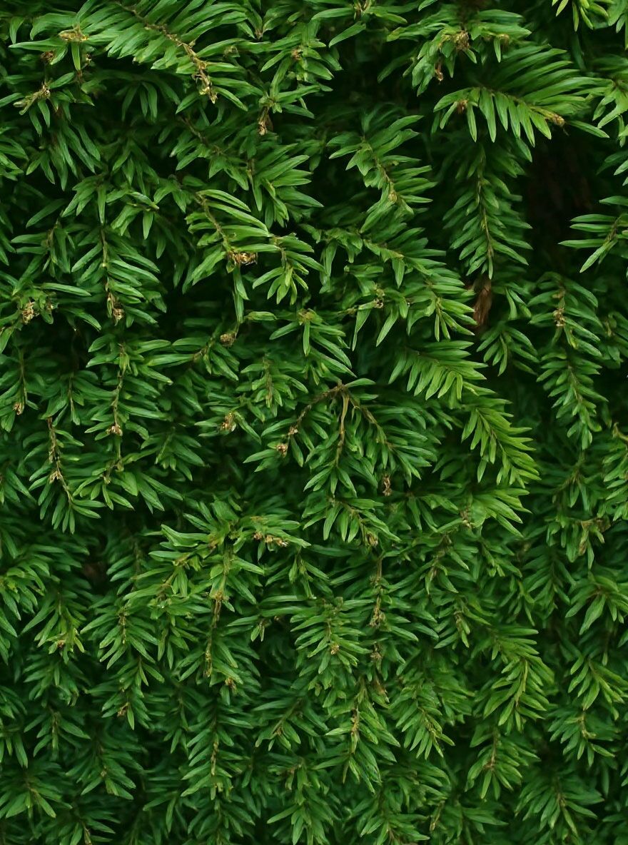 Eibe / Heimische Eibe / Fertighecke / Heckenelement 150 cm - Taxus baccata
