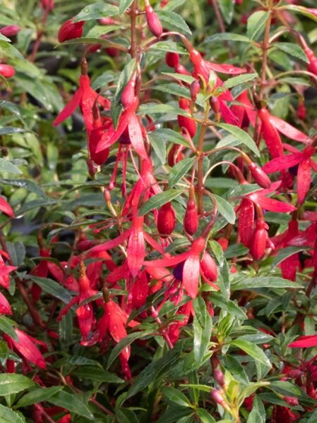 Fuchsia magellanica 'David' / Scharlach Fuchsie 'David'