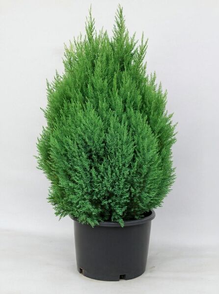 Chinesischer Wacholder (Juniperus chinensis 'Stricta'), Kegel-Wacholder 60–80 cm, C12, dichtes grünes Nadelkleid im Topf.