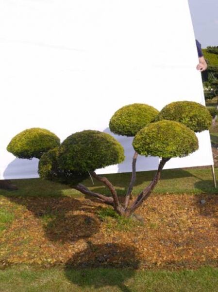 Garten-Bonsai (0040) / Garten-Bonsai (0040)