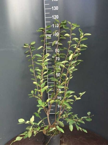 Amelanchier lamarckii (Kupfer-Felsenbirne) 100–125 cm C4, mehrtriebiger Strauch im Topf mit grünem Laub.