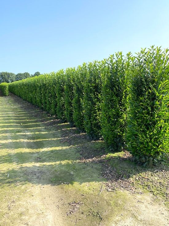 Kirschlorbeer 'Elly' - Prunus laurocerasus 'Elly' - Baumschule NewGarden