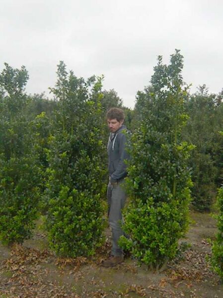 Stechpalme 'Heckenfee' / Stechpalme 'Heckenfee'