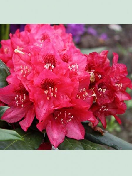 Rhododendron 'Aeschbacher's Rubin' / Rhododendron Hybride 'Aeschbacher's Rubin'
