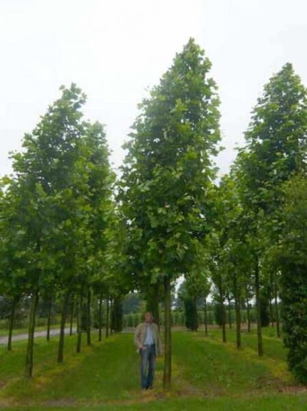 Ahornblättrige Platane / Platanus hispanica