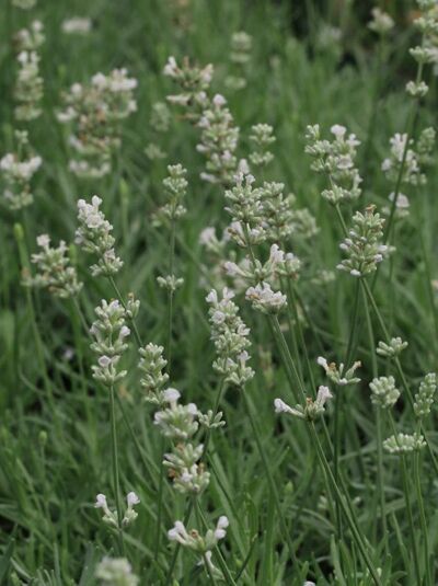 Echter Lavendel &#039;Arctic Snow&#039; / Lavandula angustifolia &#039;Arctic Snow&#039;