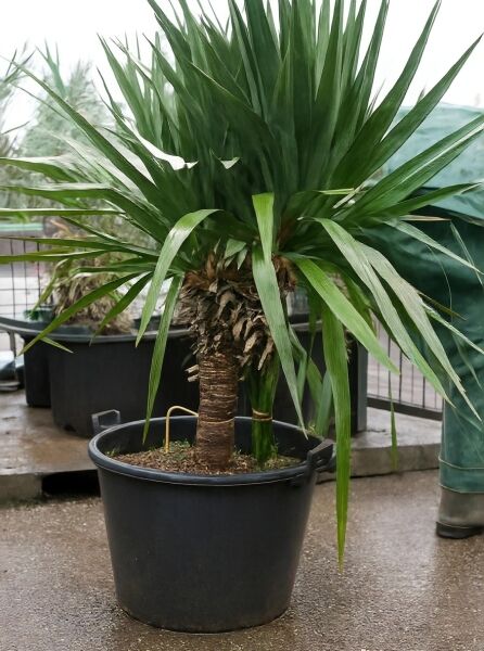 Yucca gloriosa (Kerzen-Palmlilie, Spanischer Dolch) 90-100 cm C35 im Topf, kompakter Stamm mit grünen, schwertförmigen Blättern