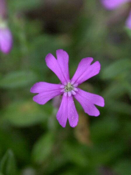 Herbst-Leimkraut 'Splendens' / Herbst-Leimkraut 'Splendens'