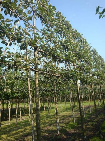 Apfel 'James Grieve' 'Hochstamm-Spalier' H:160 B:160 T:20 (Stamm 210 cm) / Apfel 'James Grieve' 'Hochstamm-Spalier' H:160 B:160 T:20 (Stamm 210 cm)