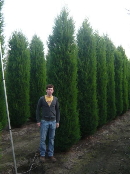 Leyland Zypresse „Blue Jeans“ (Cupressocyparis leylandii 'Blue Jeans') Solitär, 350–400 cm mit Drahtballen, aufrecht wachsend.