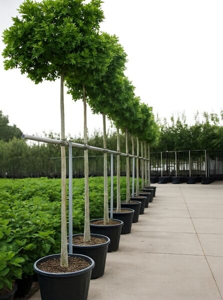 Quercus palustris 'Green Dwarf' (Kugelsumpfeiche) Hochstamm 225 cm, 14–16 StU, im Container, kugelige Krone in Reihe gezeigt