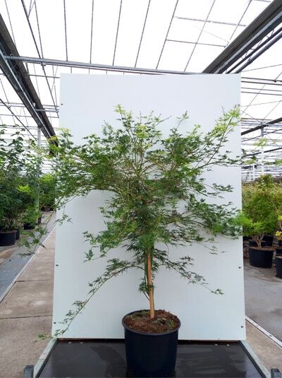 Acer palmatum 'Emerald Lace', Fächerahorn/Japanischer Ahorn, 100-125 cm im C20-Topf, mehrstämmiger Strauch mit feinem Laub