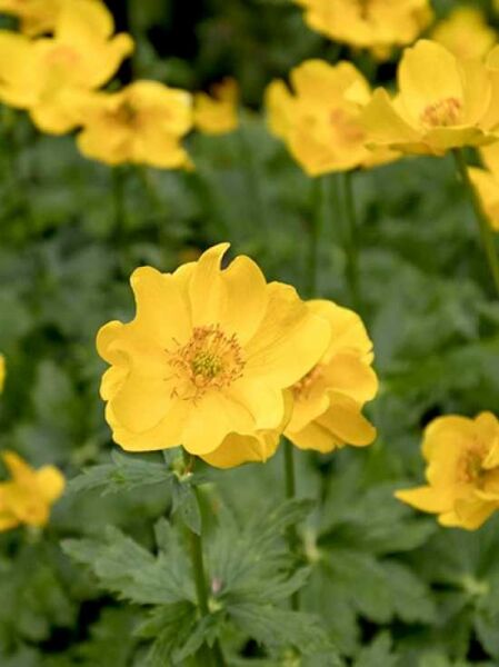 Trollius stenopetalus (papaverens) / Kurzkronige Trollblume