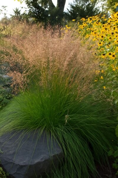 Tropfengras 'Cloud' / Tropfengras 'Cloud'