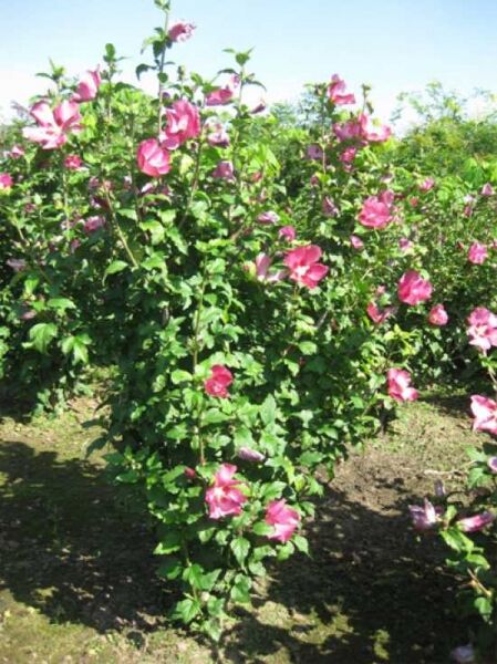 Garten-Eibisch 'Woodbridge' / Strauch-Eibisch 'Woodbridge' / Garten-Eibisch 'Woodbridge' / Strauch-Eibisch 'Woodbridge'
