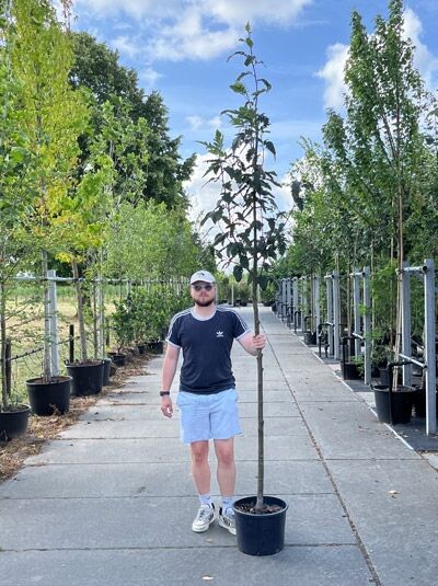 Sorbus thuringiaca 'Fastigiata' / Thüringische Mehlbeere 'Fastigiata' Hochstamm im Container mit schlankem Stamm und Krone