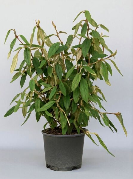 Viburnum rhytidophyllum (Runzelblättriger Schneeball) im Topf, 100–125 cm, C20, buschiger Strauch mit länglichen Blättern.