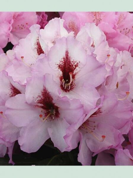 Rhododendron Hybride 'Danuta' / Rhododendron 'Danuta'