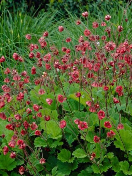 Bach-Nelkenwurz 'Leonards Variety' / Geum rivale 'Leonards Variety'