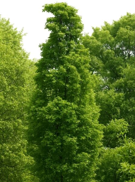 Quercus bimundorum 'Crimschmidt' / Eiche 'Crimschmidt', schlank wachsender Baum mit dichtem, grünem Laub.