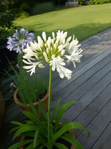 Weiße Schmucklilie 'Albus' (Agapanthus africanus 'Albus') im Topf mit weißer Blütenkugel und schmalen grünen Blättern