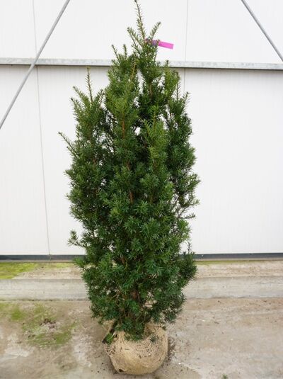 Becher-Eibe 'Hicksii'  / Becher-Eibe 'Hicksii' 