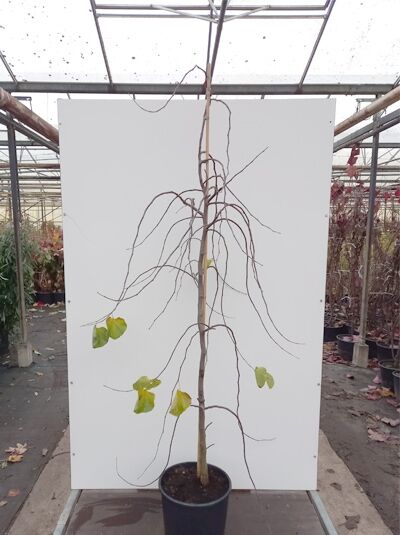 Amerikanischer Judasbaum 'Traveller' (Cercis canadensis) 175-200 cm im Container C20, schlanker Stamm mit hängenden Zweigen und grünen Blättern.