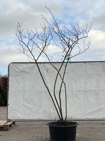 Kupfer-Felsenbirne 200 - 225 cm Schirmform / Amelanchier lamarckii (874883)