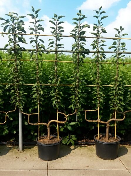 Malus 'Golden Delicious' Apfelbaum, Spalierobst 'Golden Delicious' Doppel-U-Spalier, C35, im Topf mit U-förmigem Spalieraufbau