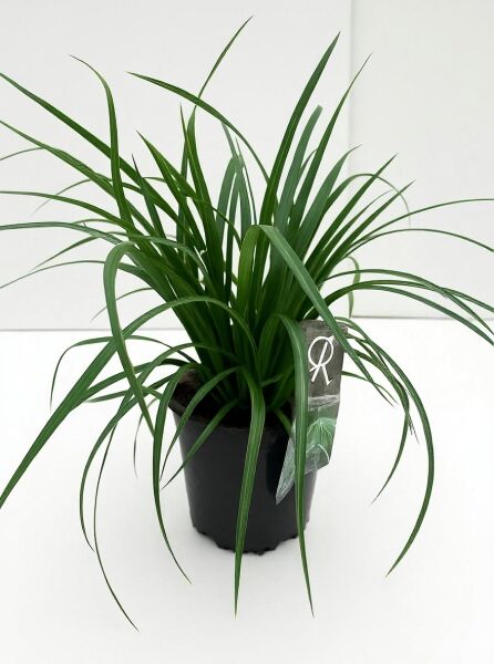 Teppich-Japan-Segge Carex foliosissima 'Irish Green' C2, grünes horstiges Ziergras im schwarzen Topf.