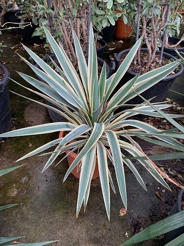 Gelbbunte Kerzen-Palmlilie - Yucca gloriosa 'Variegata' - Baumschule  NewGarden