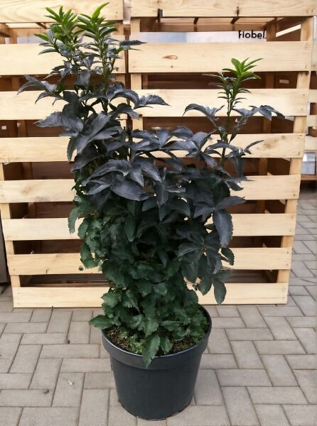 Sambucus nigra 'Black Tower ®' / Schwarzer Säulenholunder 'Black Tower ®' 80-100 cm C12 im Pflanztopf, dunkles Laub