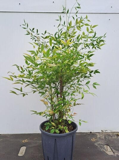 Heiliger Bambus / Himmelsbambus - Nandina domestica - Baumschule NewGarden