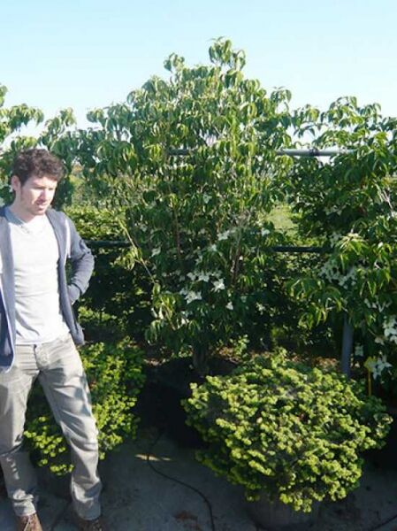 Chinesischer Blumen-Hartriegel Cornus kousa var. chinensis 'China Girl' als mehrstämmiger Strauch im Container C50, 175–200 cm.