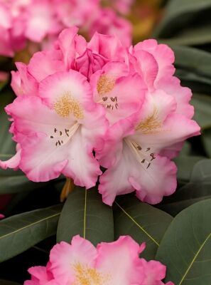 Rhododendron 'Saskia' - Rhododendron Hybride 'Saskia' - Baumschule NewGarden