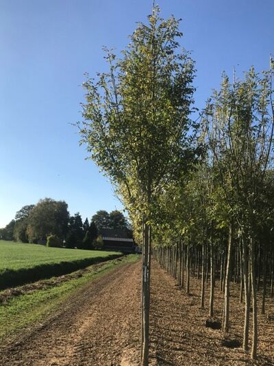 Gemeine Esche 'Atlas' / Gewöhnliche Esche 'Atlas' / Fraxinus excelsior 'Atlas'