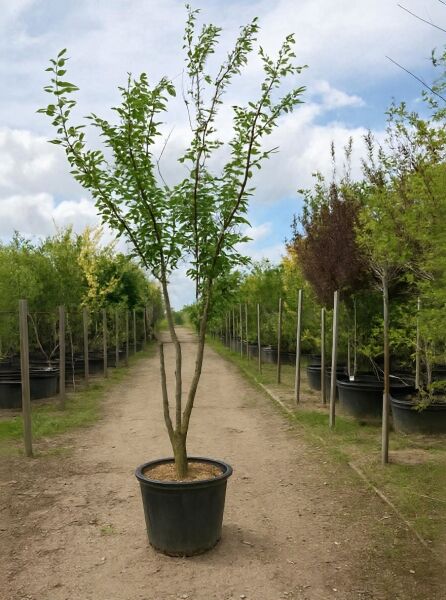 Prunus 'Accolade' / Frühe Zierkirsche 'Accolade', mehrstämmiger Baum im Container C50, 250–300 cm, mit grünem Laub.