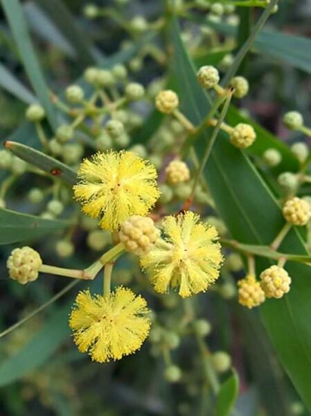 Immerblühende Akazie 'Lisette' / Acacia retinodes 'Lisette'