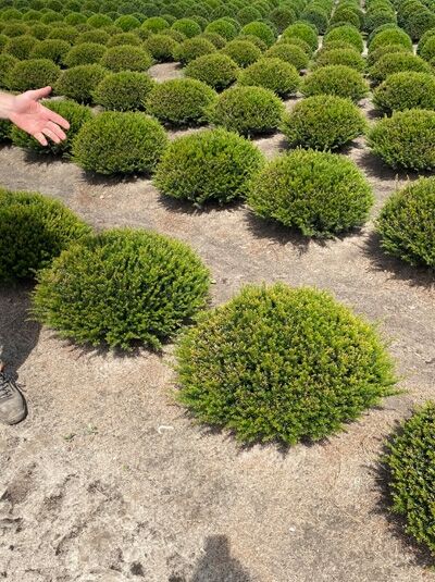 Taxus baccata „Kugel“ (Heimische Eibe) flache Kugel 70–80 cm breit, dichter grüner Nadelstrauch in Baumschulquartier.