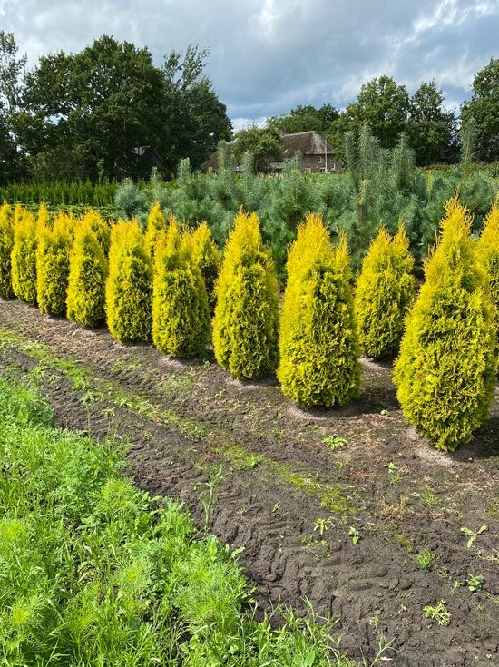 Gelber Lebensbaum '4ever Goldy' - Thuja plicata '4ever Goldy' - Baumschule  NewGarden