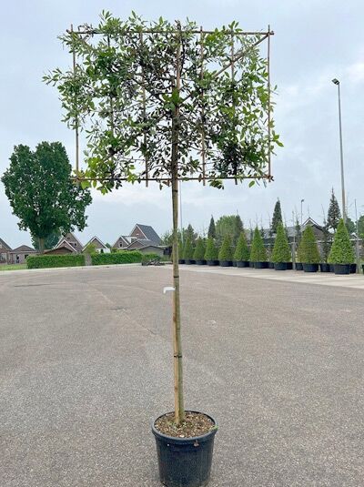 Stein-Eiche 'Hochstamm-Spalier' H:120 B:150 T:10 (Stamm 180 cm) / Quercus ilex