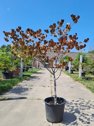 Amerikanischer Judasbaum 'Forest Pansy' 200-250 cm - Cercis canadensis 'Forest Pansy' (874721)